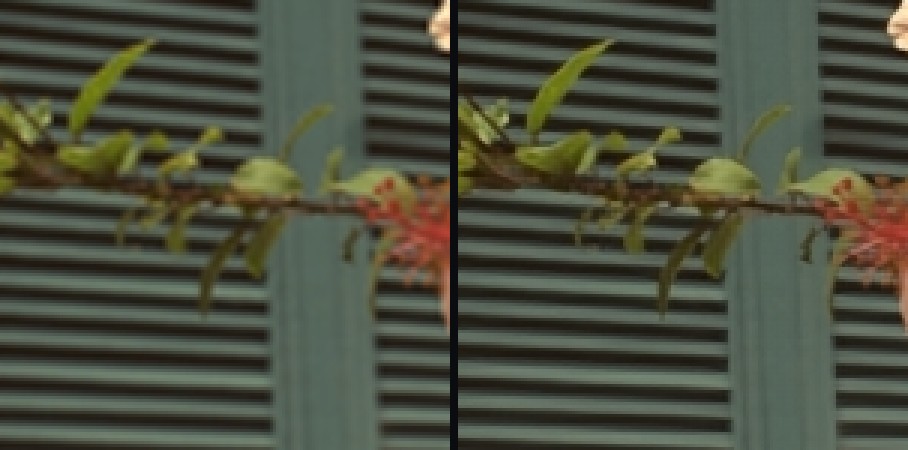 Flowers — hibiscus