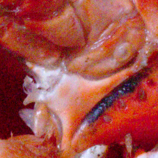 Lobster shell, ISO 6400
