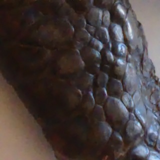 Sculpted shell, ISO 6400