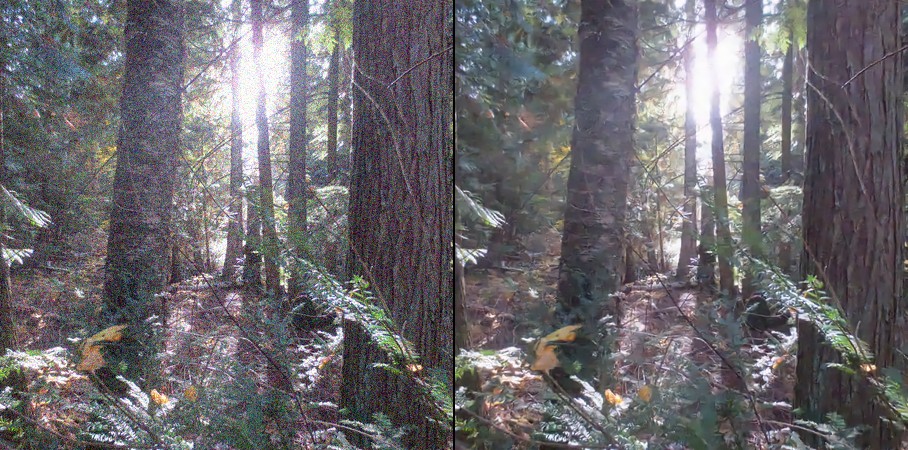 Sunlit woodland