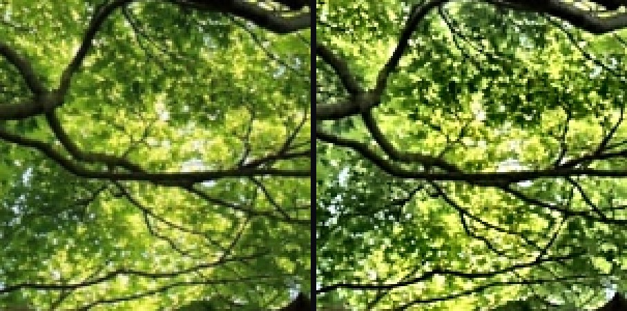 Dense foliage