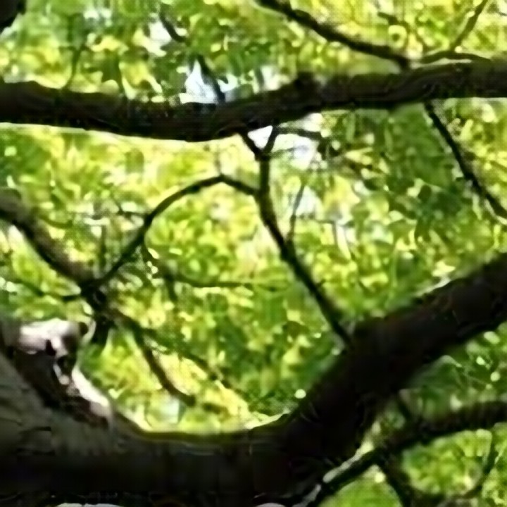 Foliage — branches