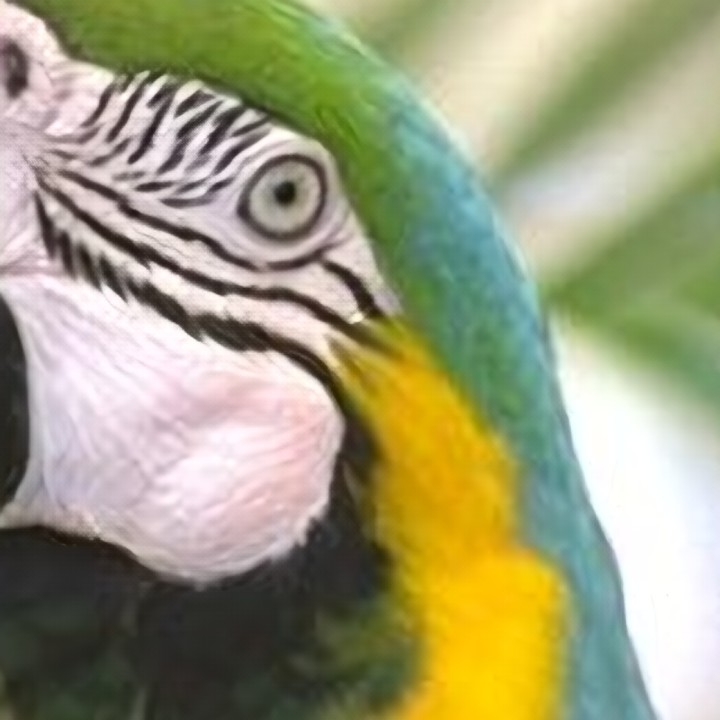 Macaw — eye & feathers